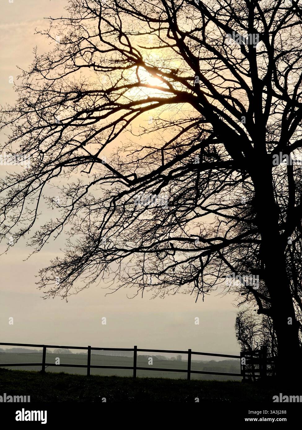 Winter sun with tree and fence in silhouette at Adlington near Chorley in Lancashire - Smartphone Captured Stock Image