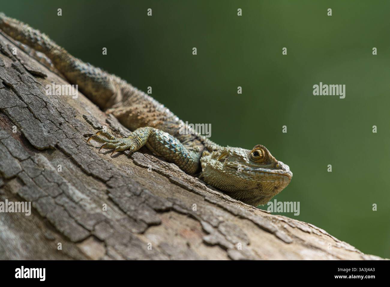 Starred Starred agama (Laudakia cypriaca) photographed near the Tzelefos ...