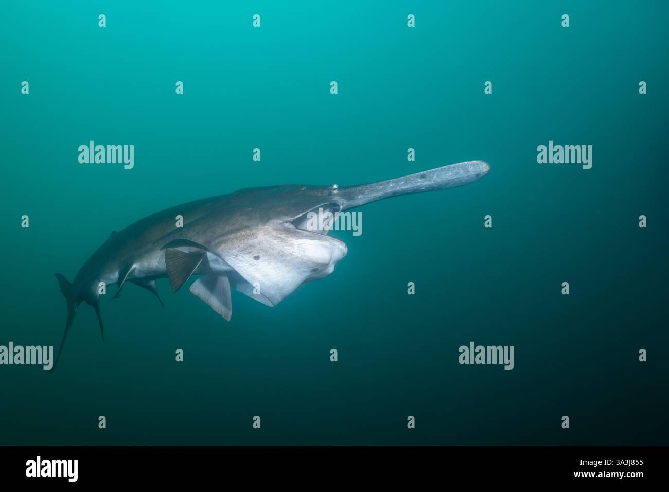 American paddlefish feeding on plankton in lake Stock Photo - Alamy
