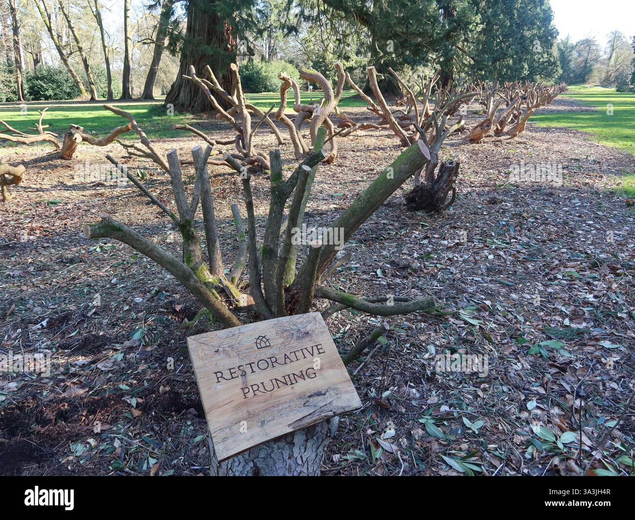 Pruning rhododendrons hi-res stock photography and images - Alamy