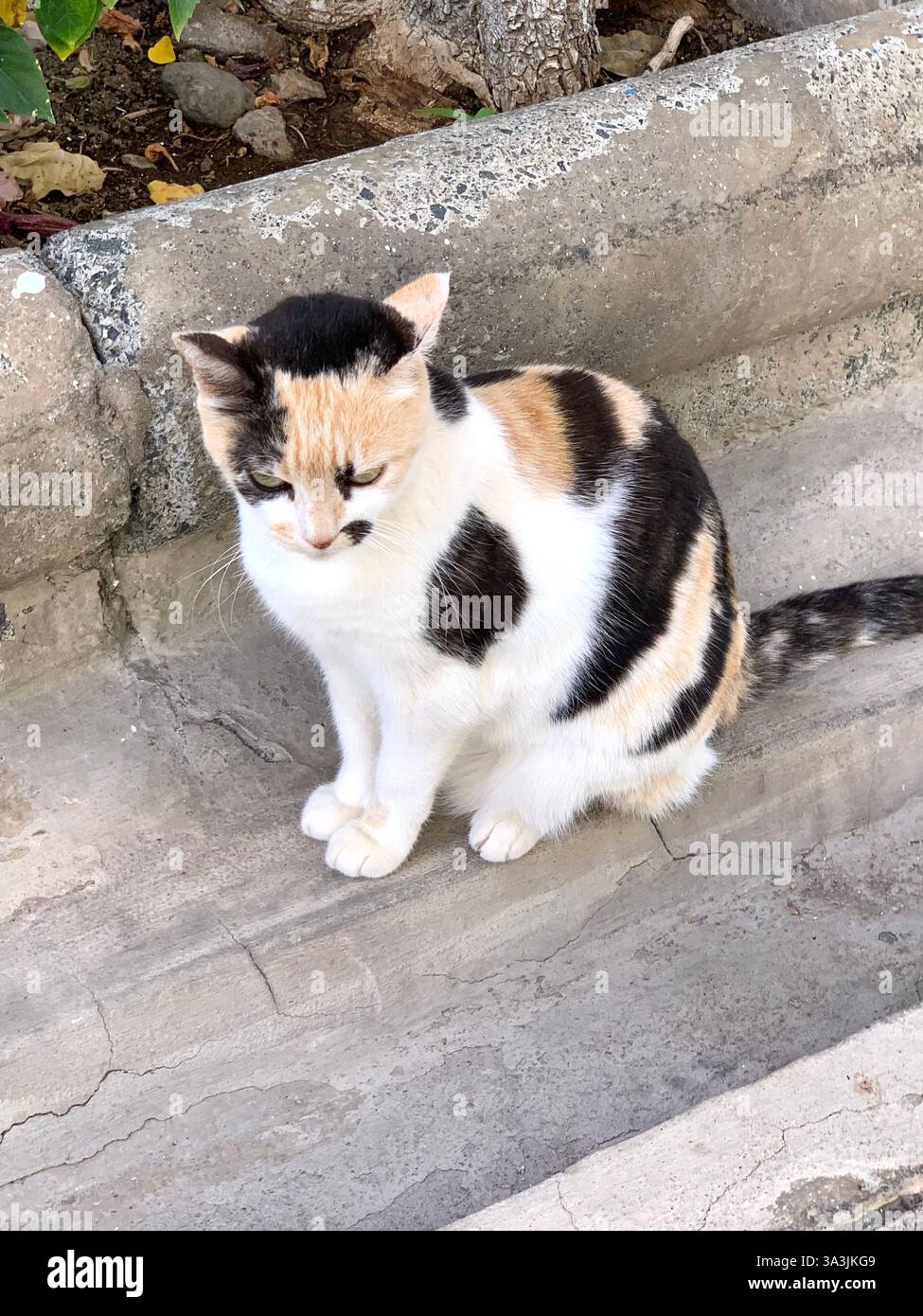 Tenerife Carnival Canary Islands Spain weather hot sunny people happy friendly drink drinking style type tourism tourists restaurant food eating out - Smartphone Captured Stock Image