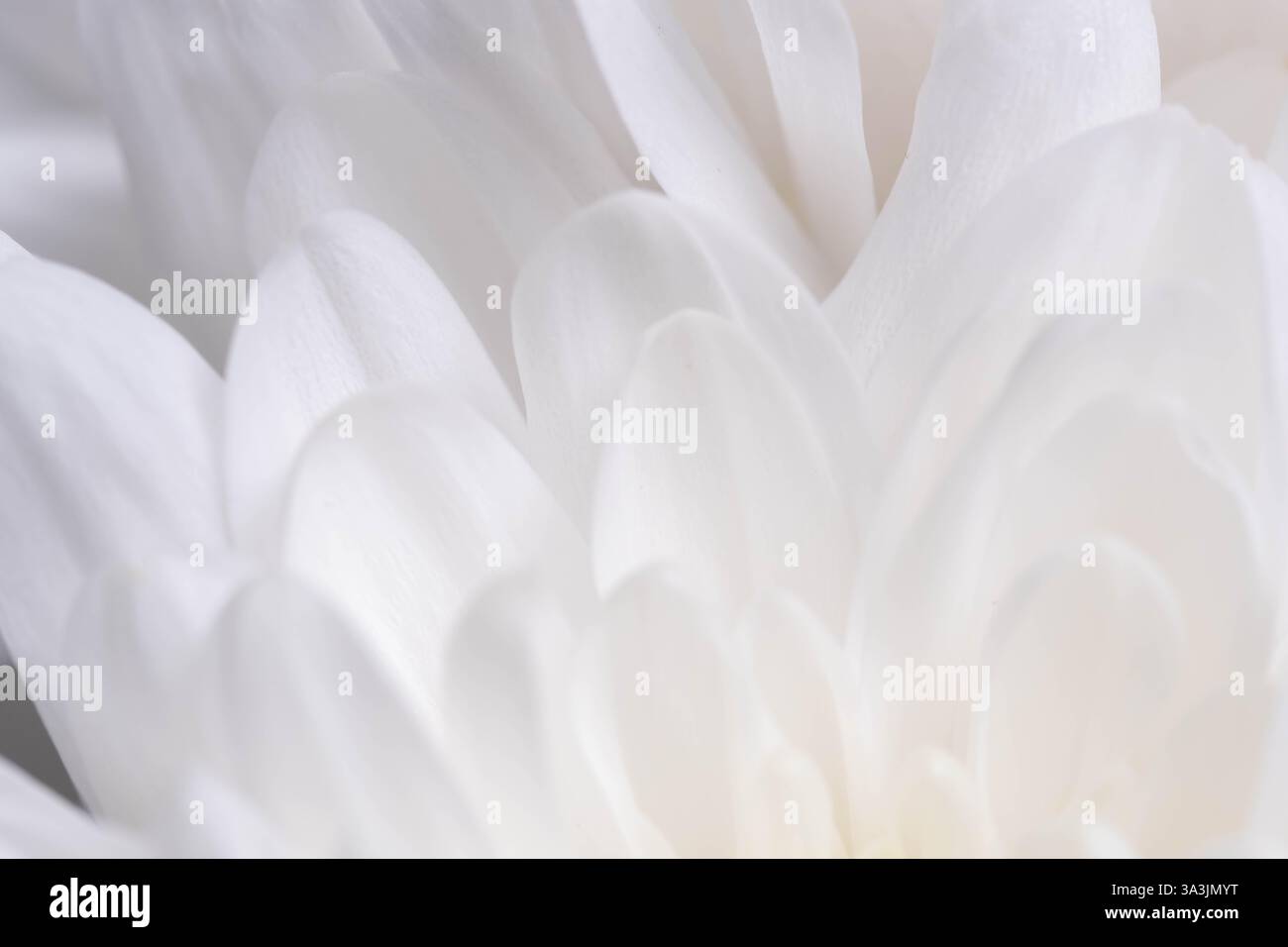 White chrysanthemum macro close up. Soft focus Stock Photo
