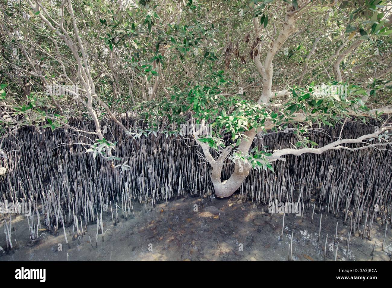 Mangrove tree with exposed roots growing in shallow, muddy water ...