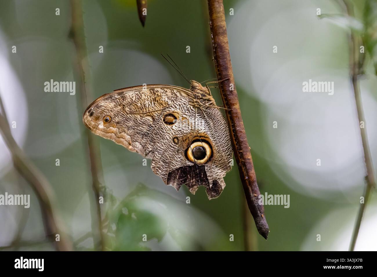 Dark owl butterfly, Caligo brasiliensis is a butterfly of the family ...