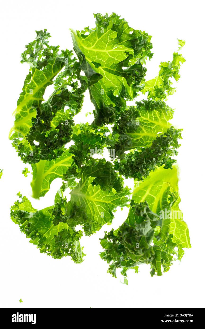 Fresh green kale leaves on white background Stock Photo