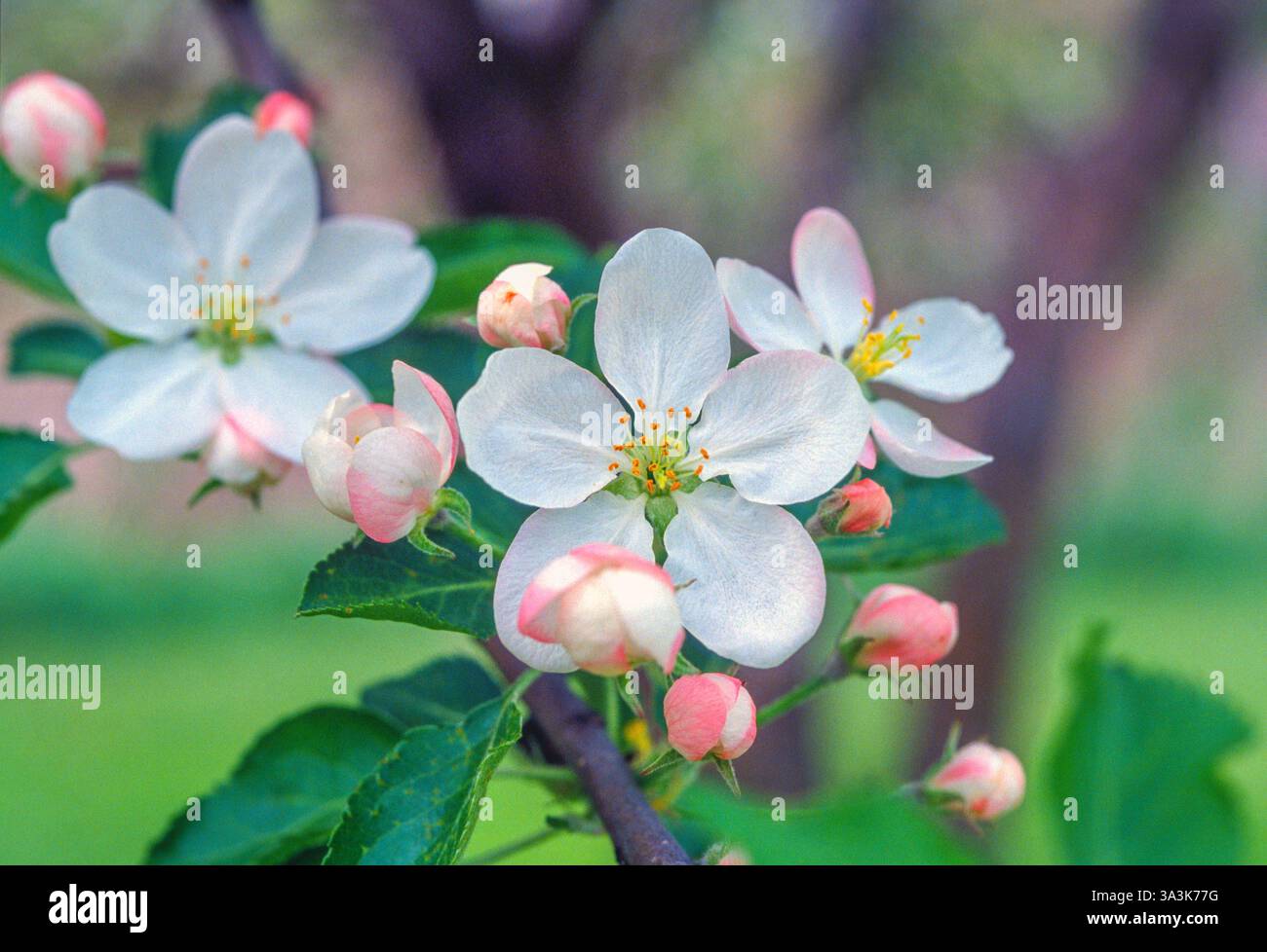 Spring Apple Blossoms Stock Photo - Alamy