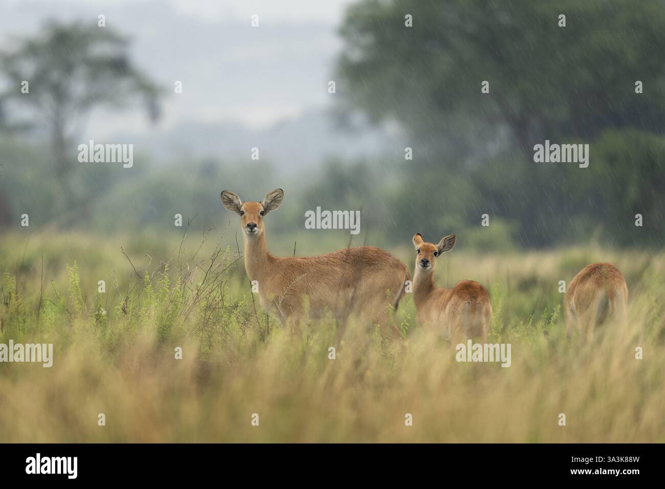 Kob on the grazing land. Antelope in the Murchison Falls park. Safari ...
