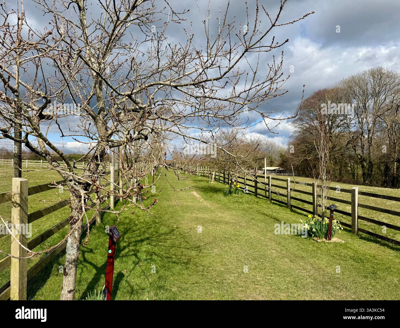 Paddocks in Spring - The Donkey Sanctuary, Sidmouth, Devon - Smartphone Captured Stock Image