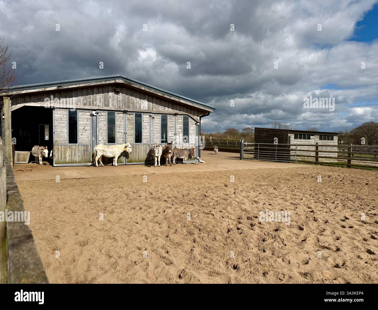 Donkeys Resting outside their Shelter - The Donkey Sanctuary, Sidmouth, Devon - Smartphone Captured Stock Image