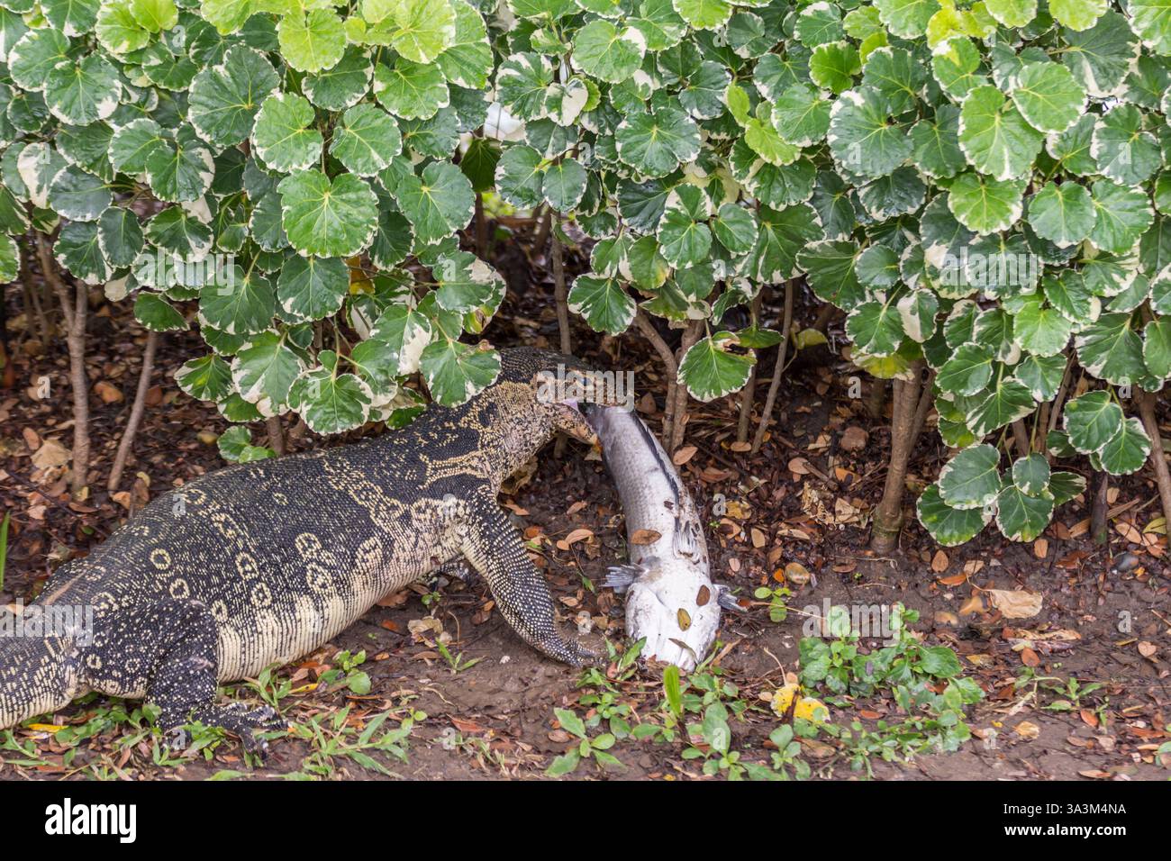 Lizard (Water monitor or Asian water monitor) is a large lizard is type ...