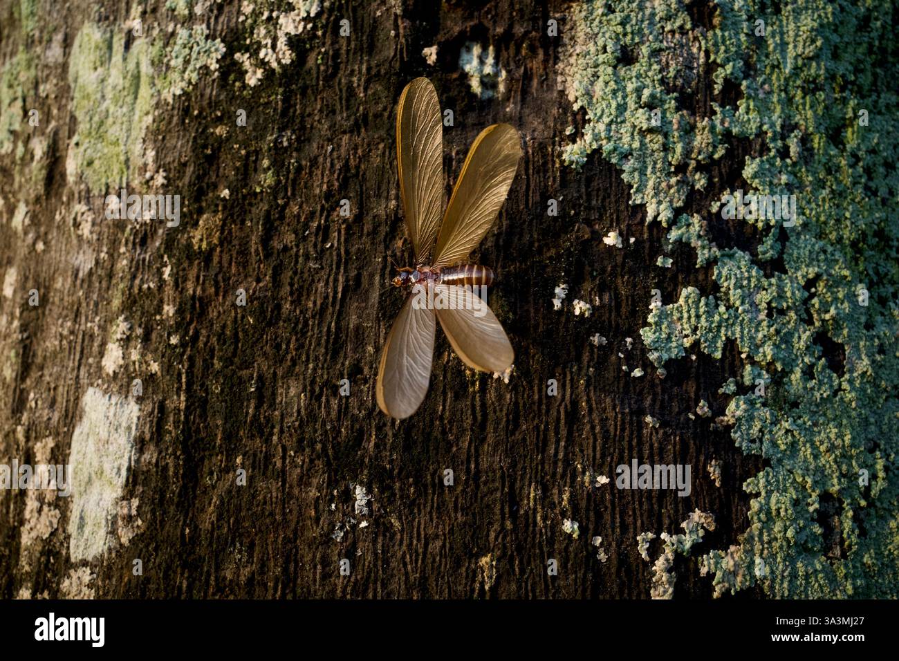Laron or an isoptera,  a scientific name for flying termites or winged termites perched on old tree trunks. Stock Photo