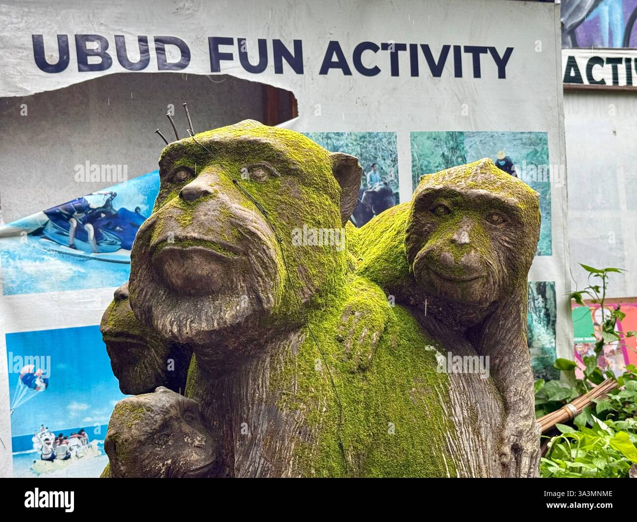 Long tailed macaques seen hi res stock photography and images Alamy