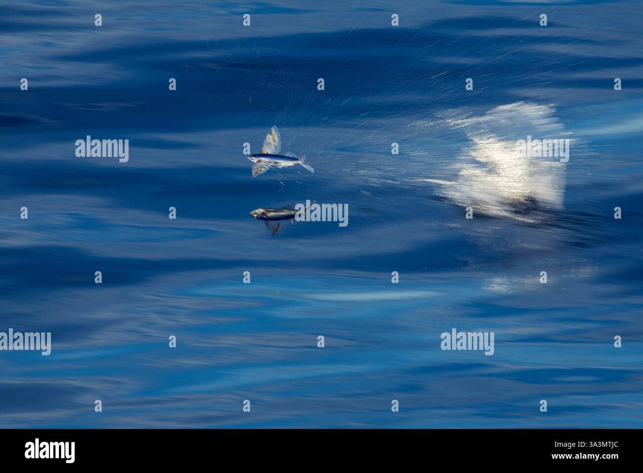 Side view of a flying fish (Exocoetidae species) in flight over the ...