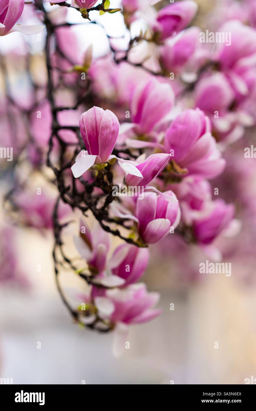 Pink Magnolia Blossoms on Tree Branches Stock Photo - Alamy