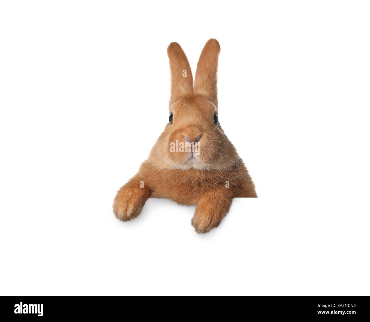 Cute fluffy rabbit peeking out on white background Stock Photo - Alamy