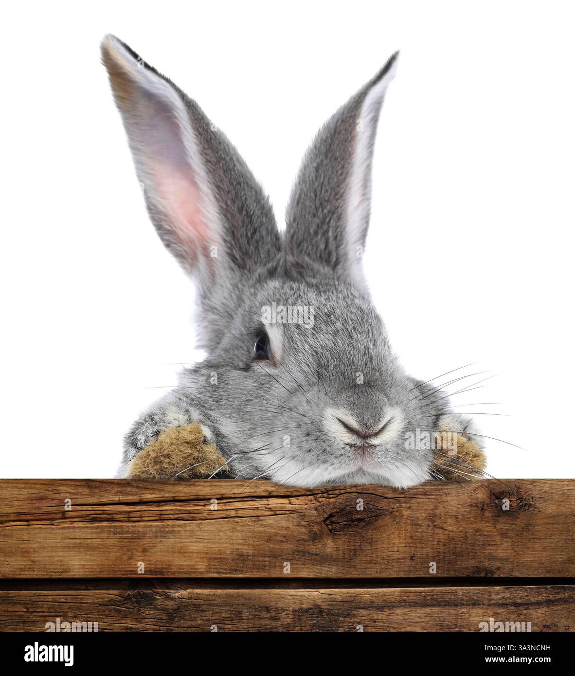 Cute fluffy rabbit peeking out from wooden fence on white background ...