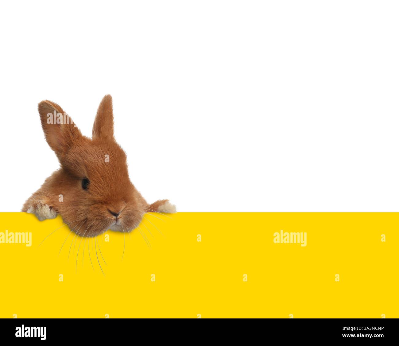 Cute fluffy rabbit peeking out from yellow paper on white background ...