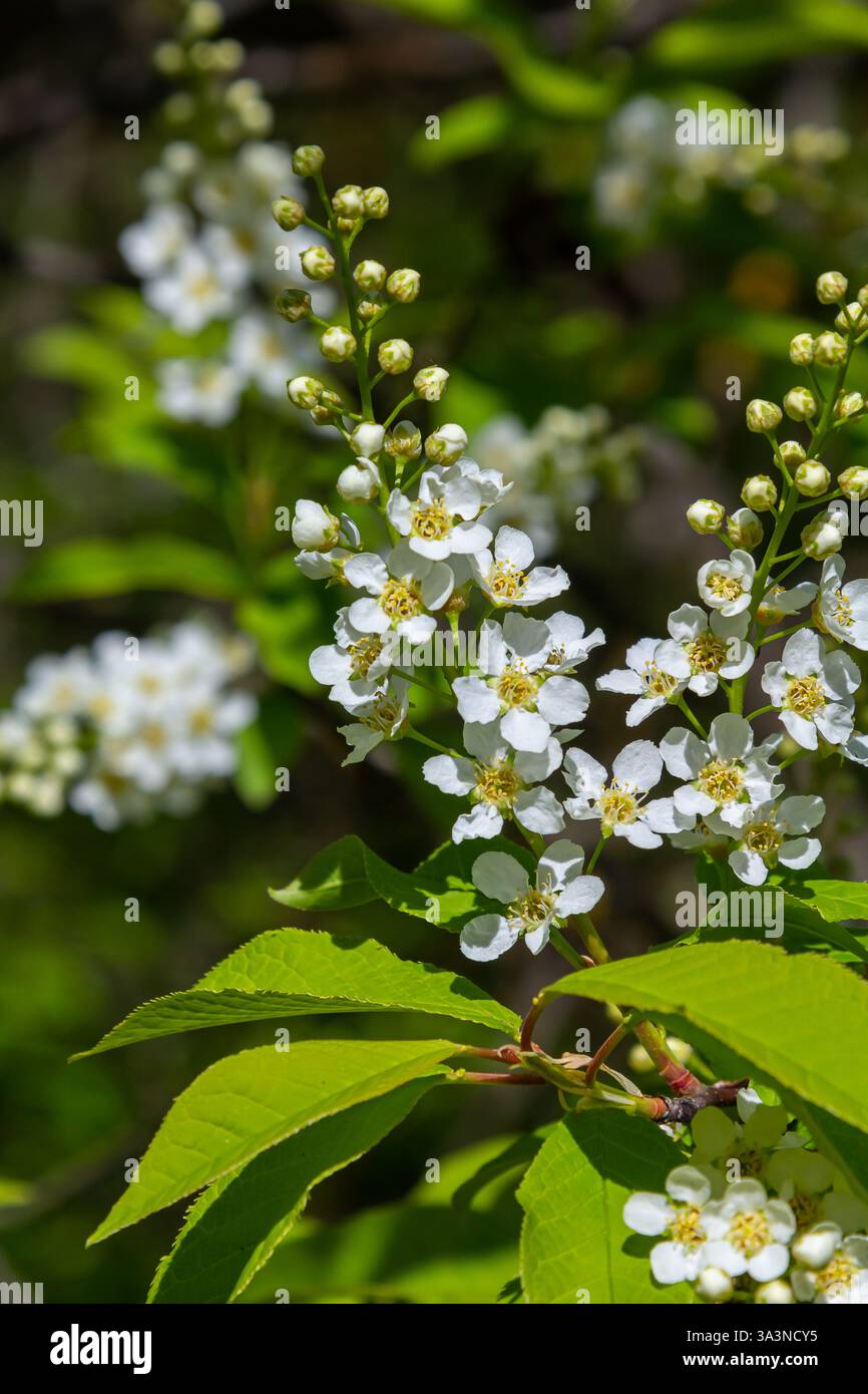 Selective focus photo. Bird cherry tree , Prunus padus blooming. Stock Photo