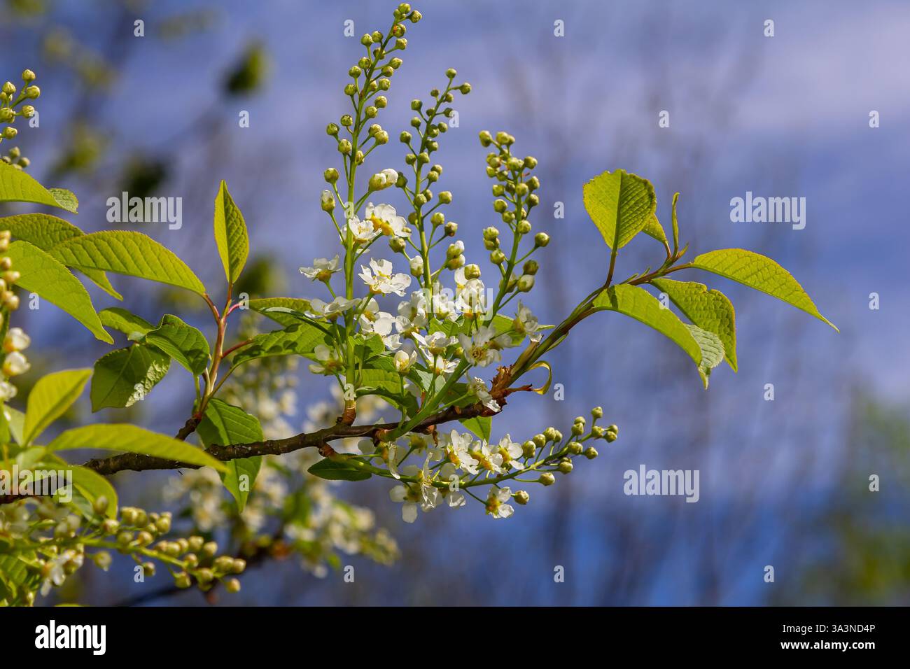 Selective focus photo. Bird cherry tree , Prunus padus blooming. Stock Photo