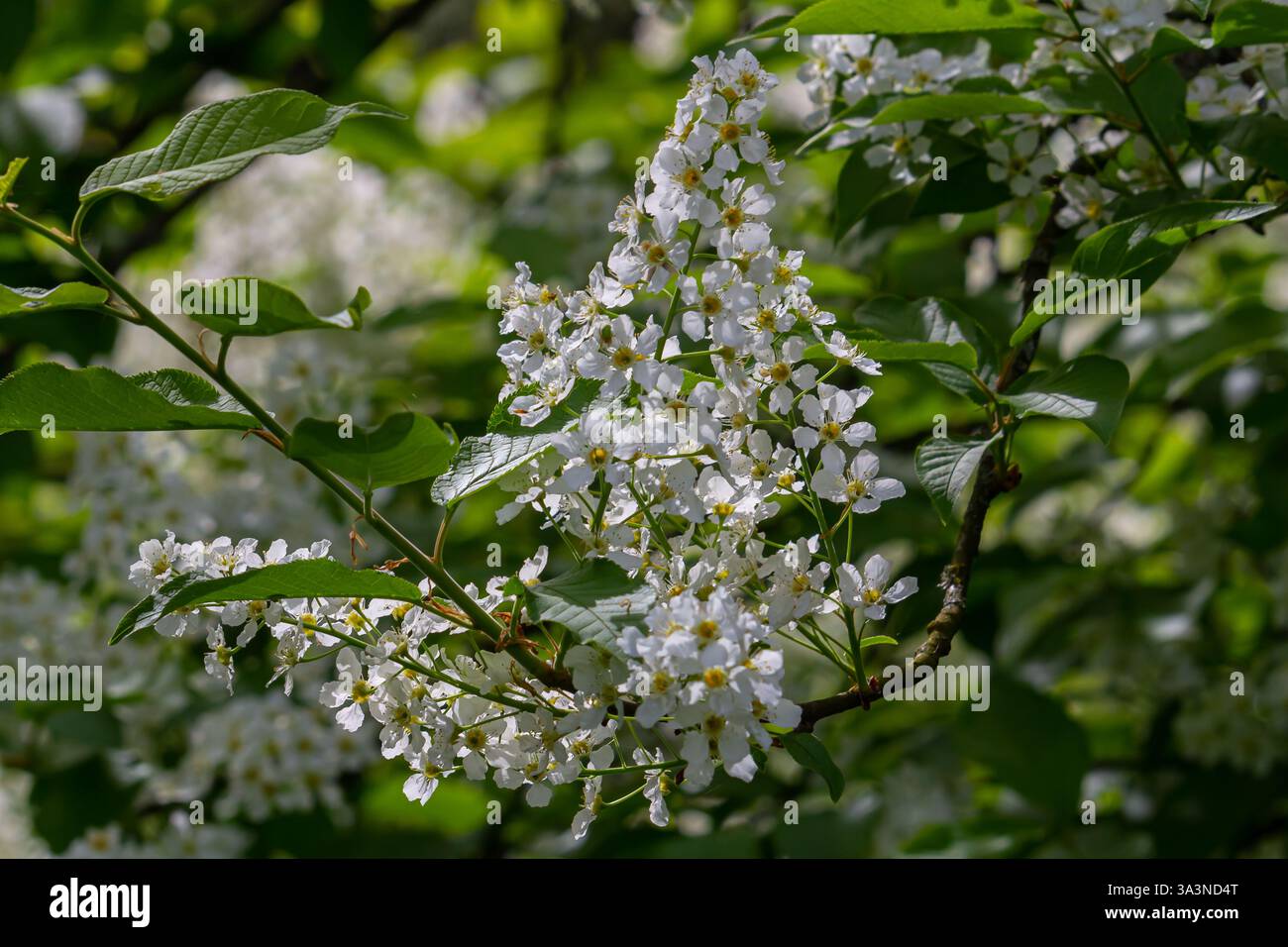 Selective focus photo. Bird cherry tree , Prunus padus blooming. Stock Photo