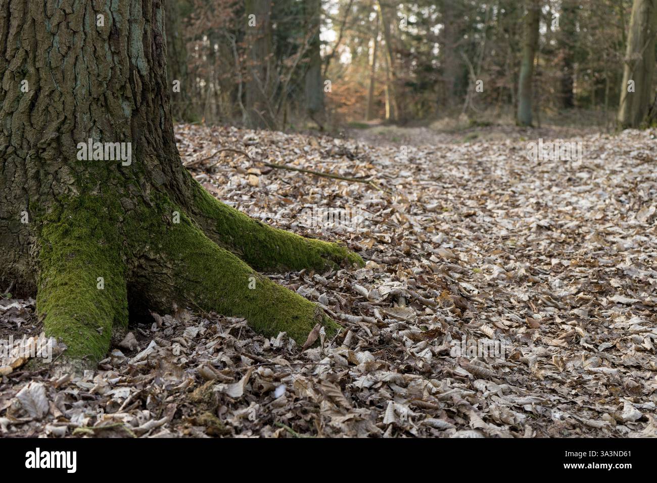 Moss-covered roots of a tree trunk in the forest Stock Photo