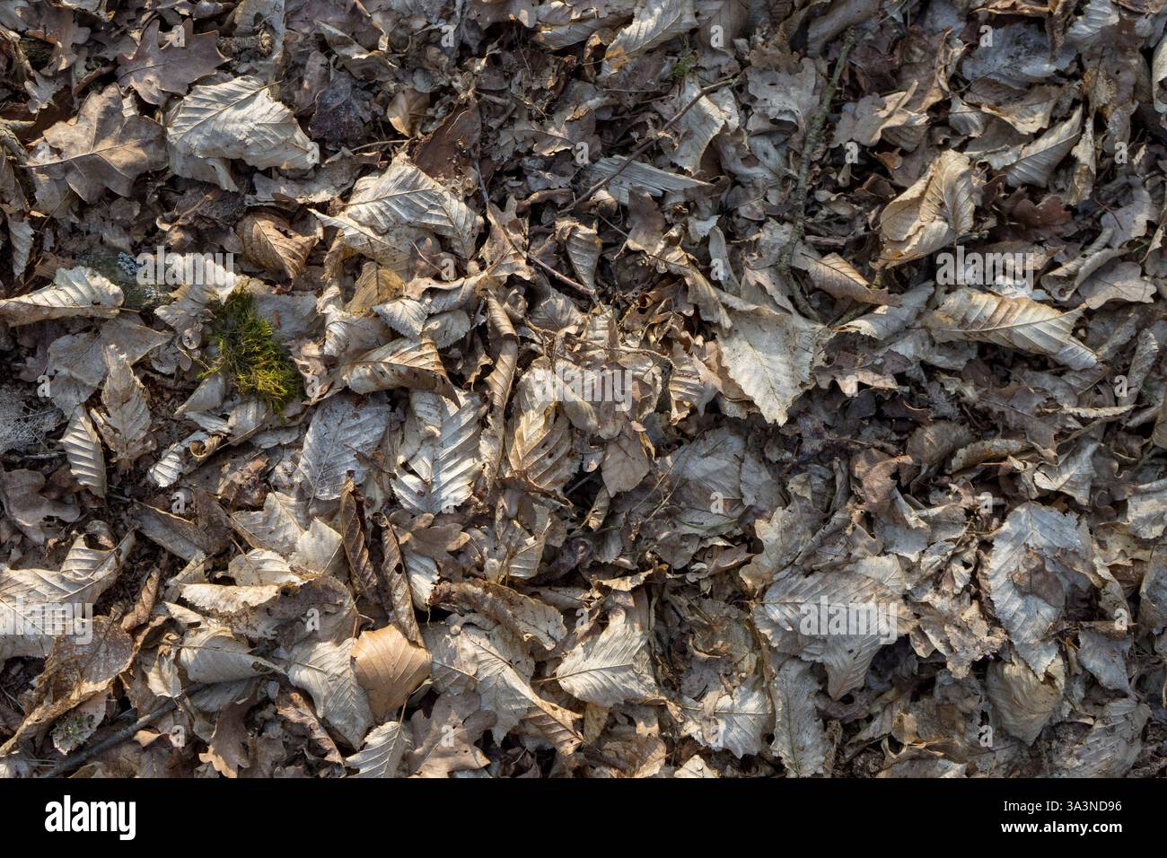 View from above of withered leaves of a beech tree Stock Photo - Alamy