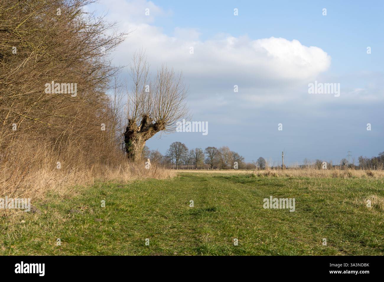 Landscape with forest edge, meadow, and pastures in spring Stock Photo