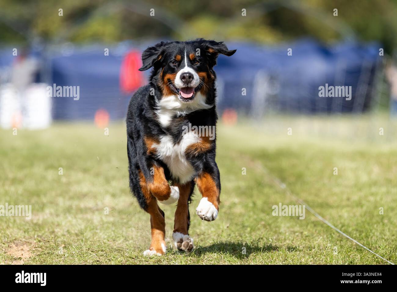 Bernese Mountain Dog Running Lure Course Sprint Dog Sport Stock Photo