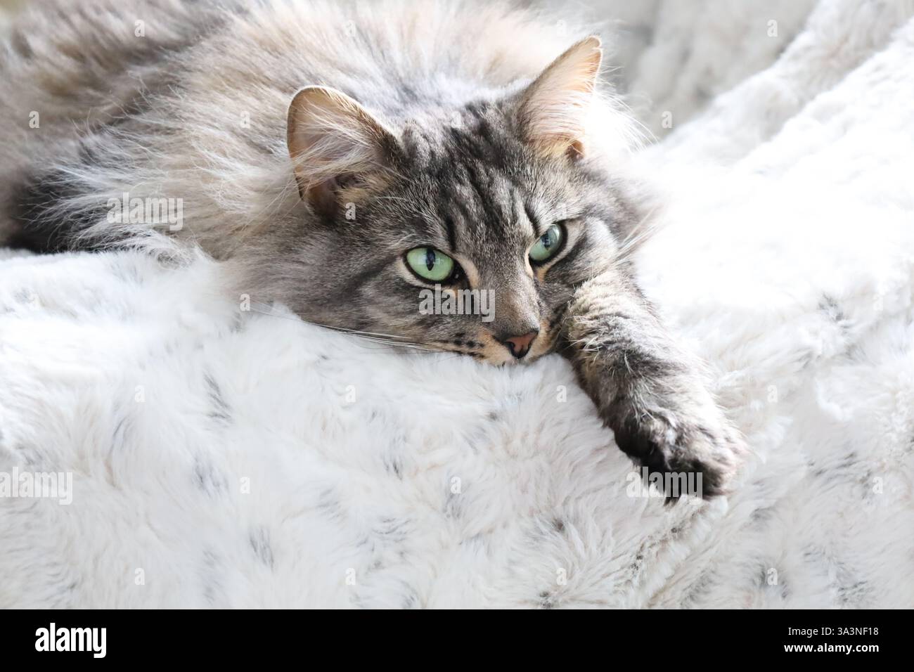 A gray tabby cat lying on a fluffy white bed with green eyes Stock ...