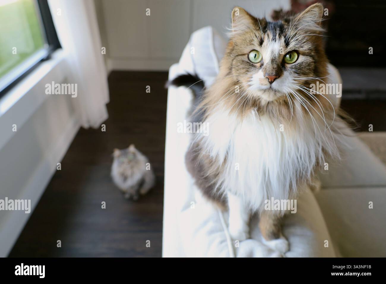 Two fluffy cats in a neutral living room Stock Photo