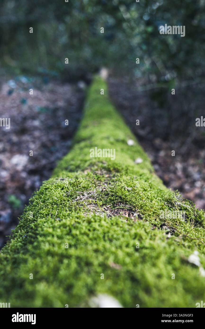 A moss covered fallen tree in a forest Stock Photo