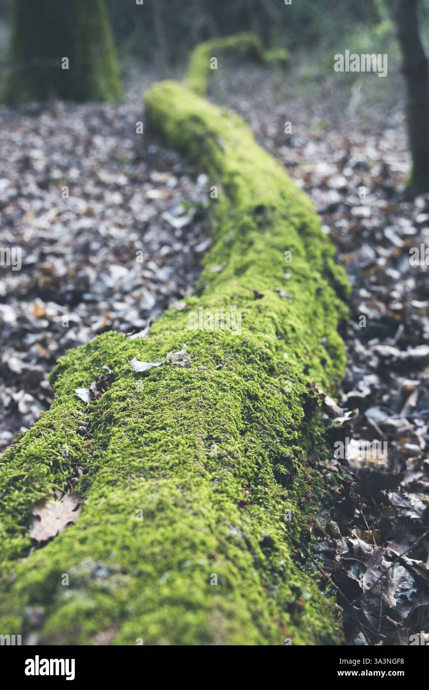 A moss covered fallen tree in a forest Stock Photo