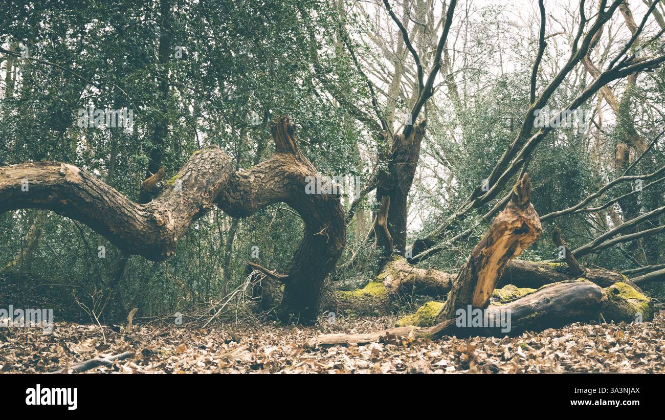 Fallen trees in a forest Stock Photo