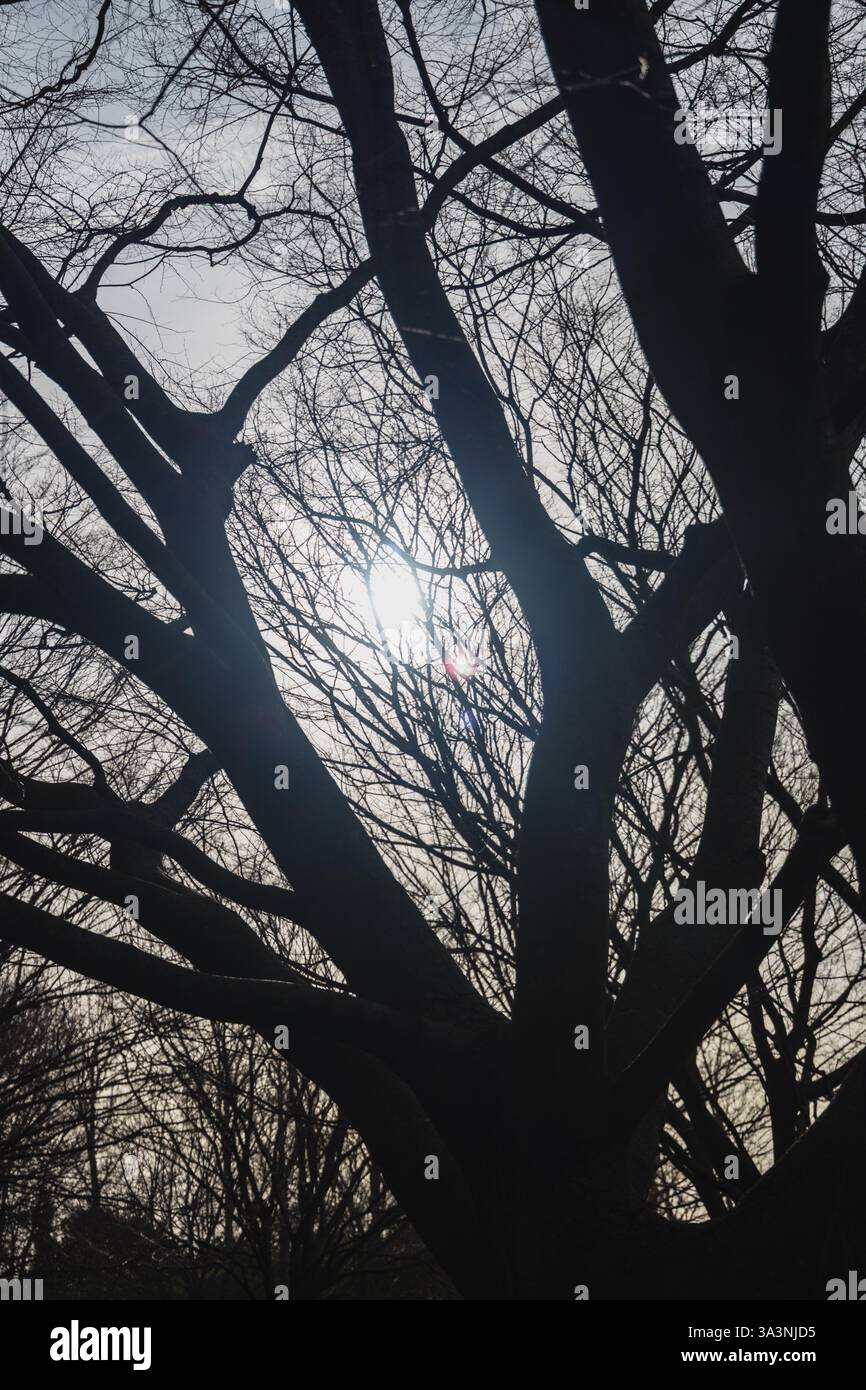 A winter tree silhouetted by the sun in a forest Stock Photo