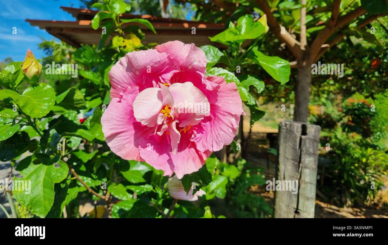 In the heart of a lush garden bathed in sunlight, a stunning pink hibiscus bloom takes center stage. - Smartphone Captured Stock Image