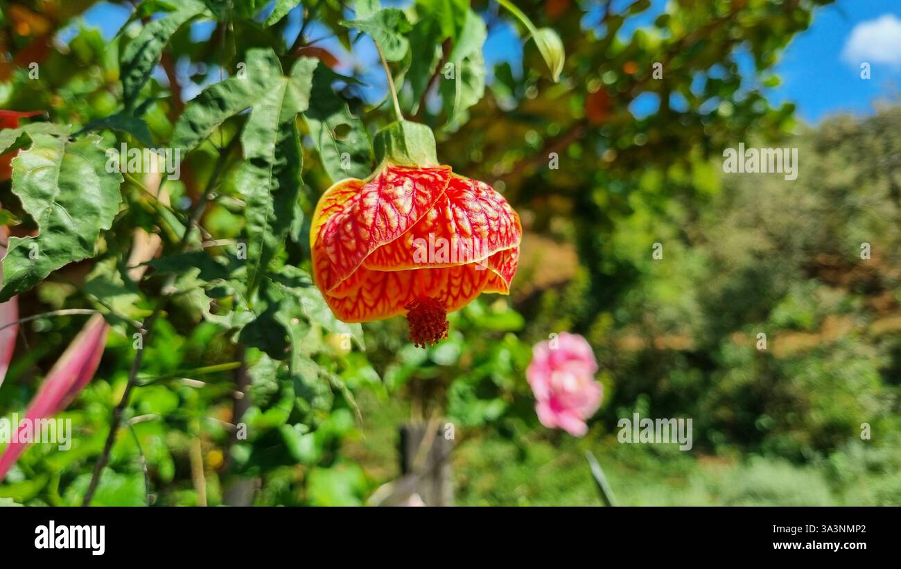 Delicately hanging like a lantern in nature’s hallway, this vibrant Abutilon flower (commonly known as Chinese Lantern or Flowering Maple). - Smartphone Captured Stock Image