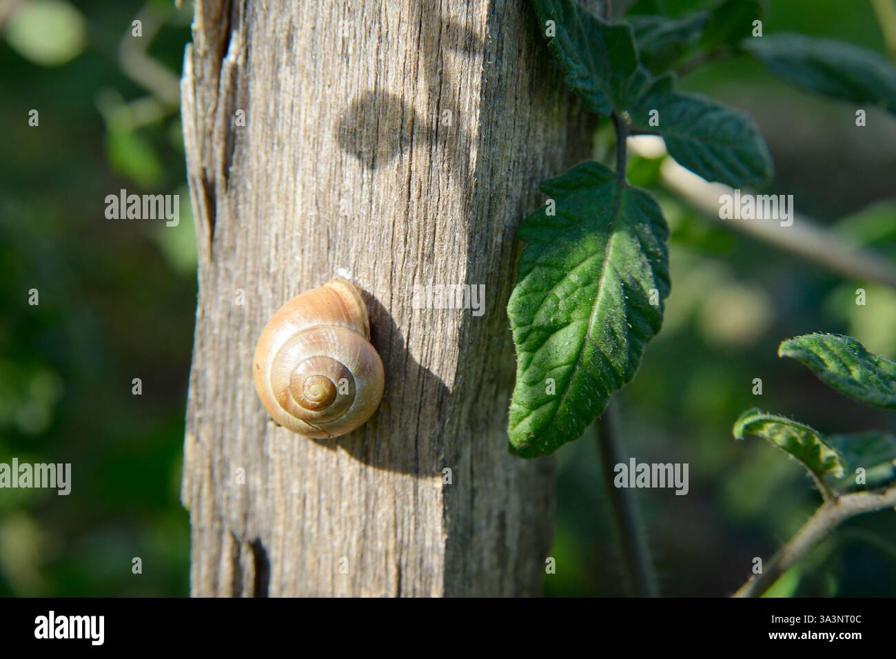 A woodland or hedgerow snail (Cepaea nemoralis) is hung on a wooden ...