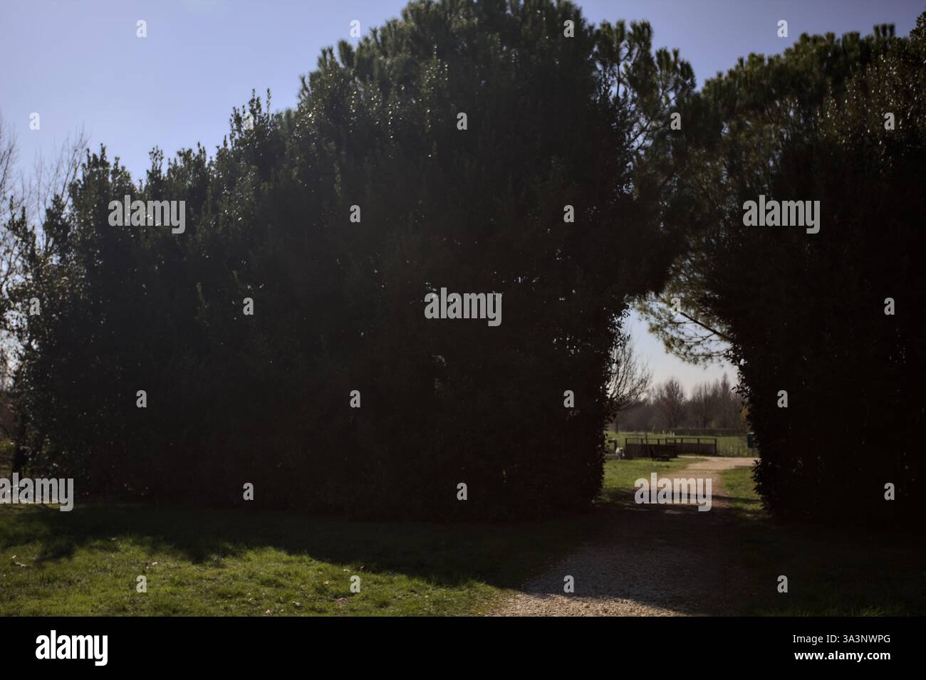 Hedged Opening Arch opening in a hedge with a trail passing under in a park in the ...