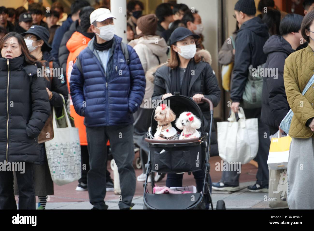 Beautiful view of Traveling Dogs In Japan