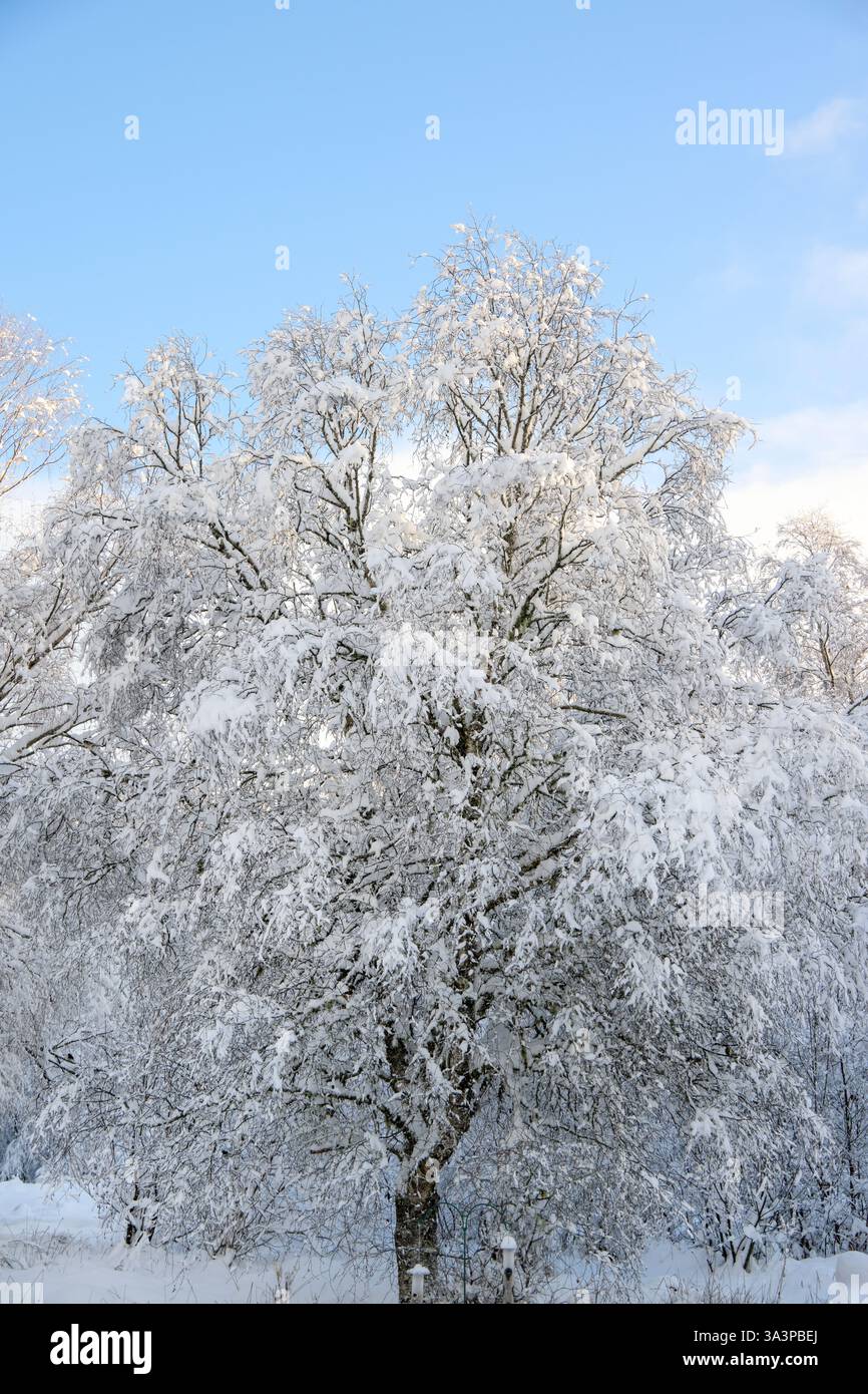A snow covered Birch Tree Stock Photo