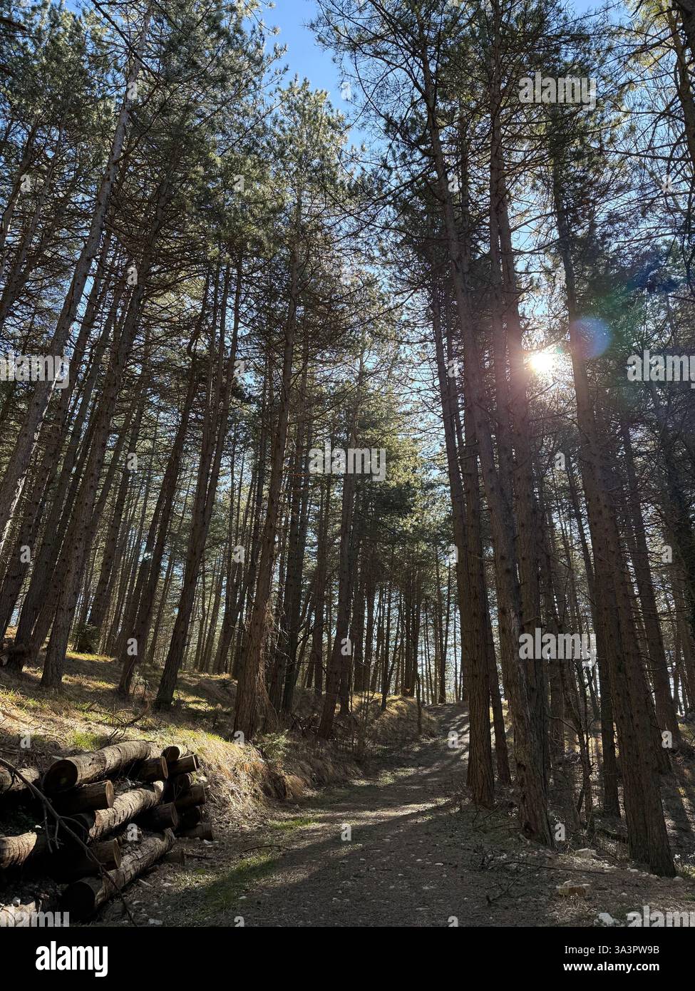 walking in the forest - Smartphone Captured Stock Image