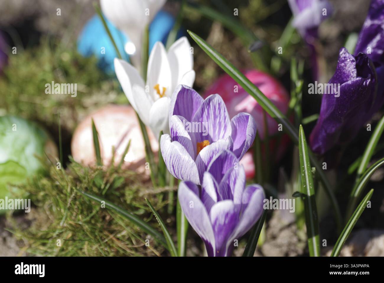 Crocuses (Crocus), Easter egg, colourful, spring, Easter, A colourful Easter motif with flowers and eggs Stock Photo