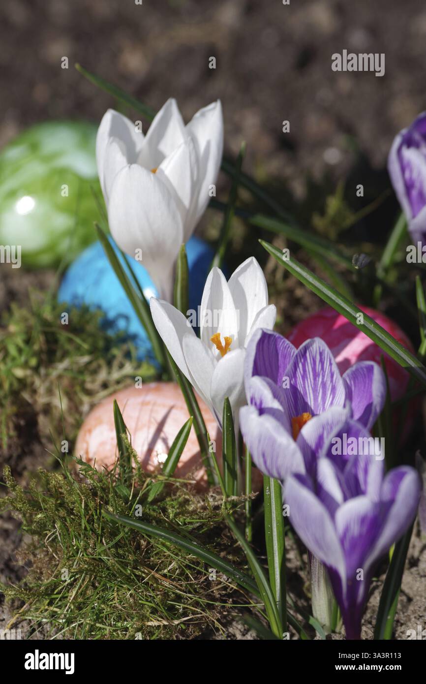 Crocuses (Crocus), Easter egg, colourful, spring, Easter, A colourful Easter motif with flowers and eggs Stock Photo