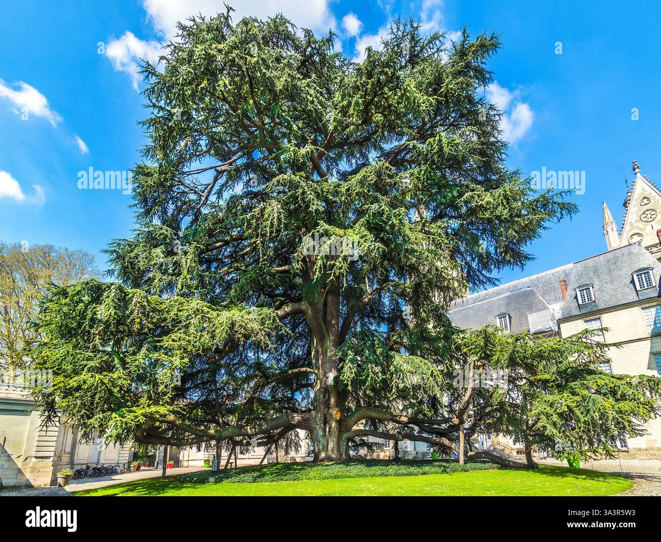 Large Cedar of Lebanon tree in the courtyard of the Beaux Arts museum - Tours, Indre-et-Loire (37), France. Stock Photo