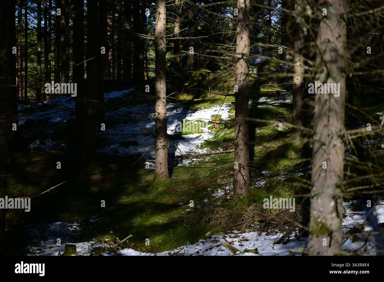 Ryd, Kronoberg, Sweden. March 17 2025. Swedish forest landscape Stock ...