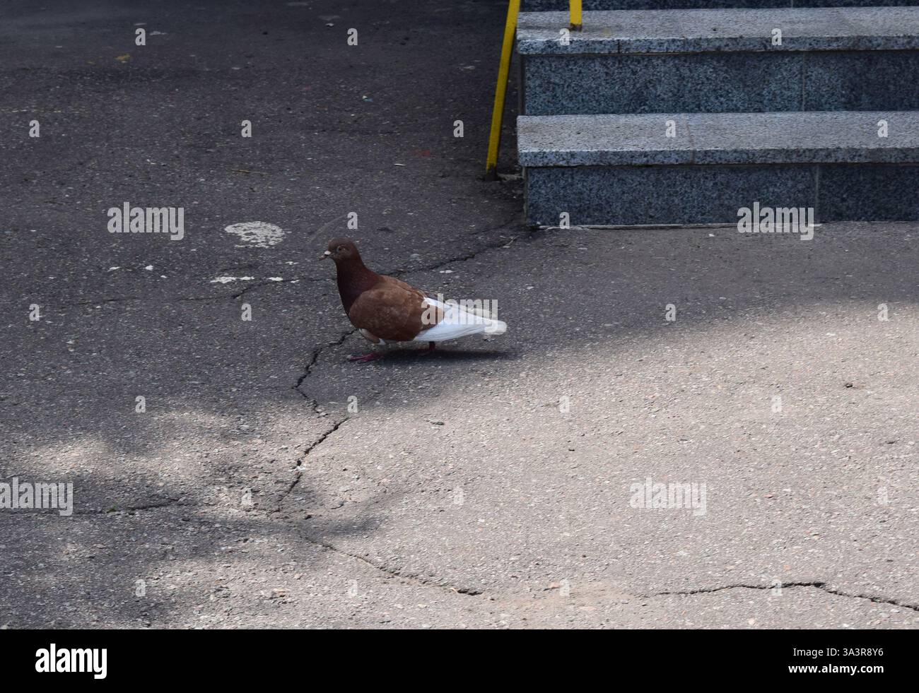A brown and white pigeon standing on a cracked asphalt surface. In the background, there are a few concrete steps with a yellow railing. Stock Photo
