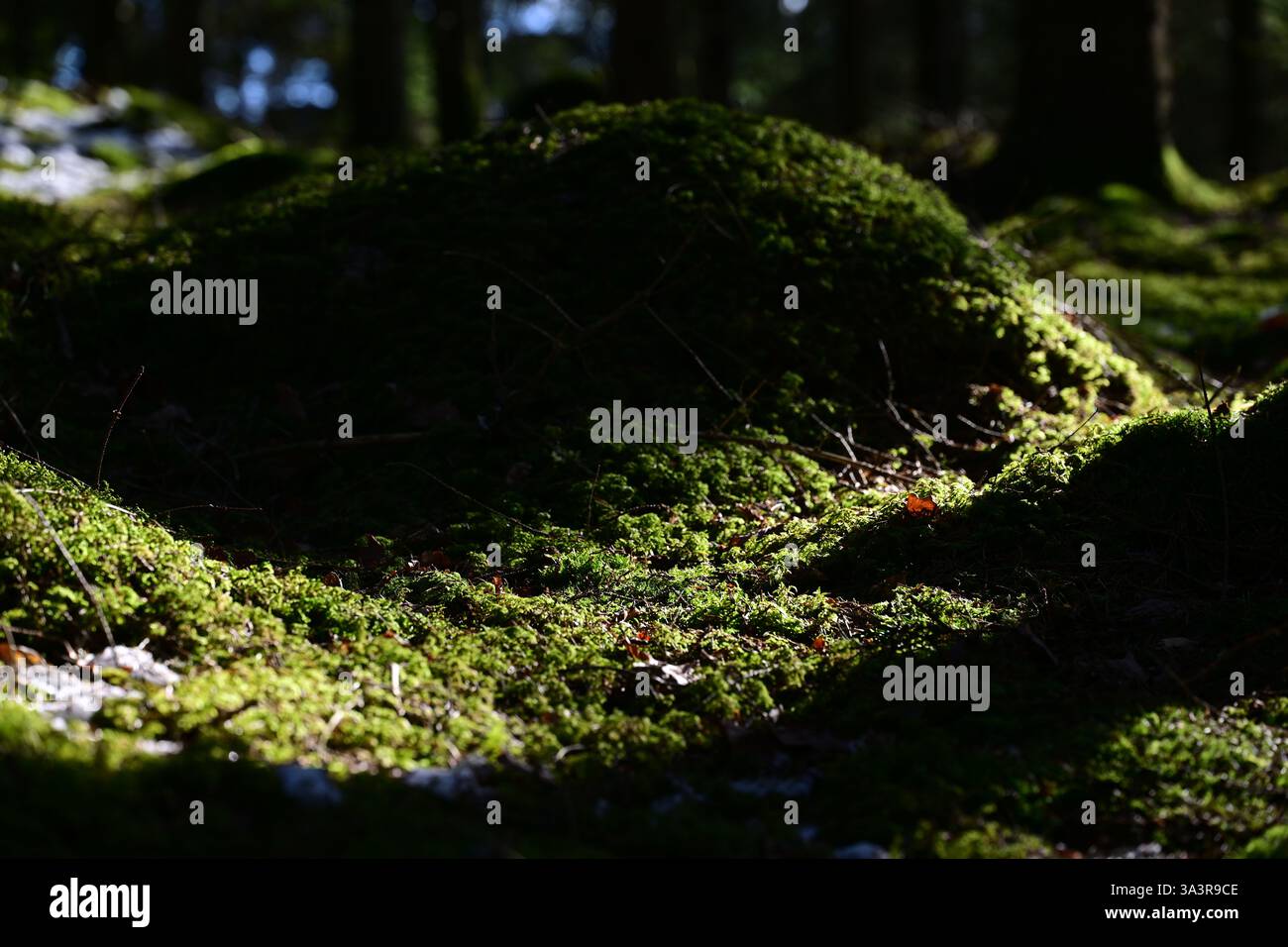 Ryd, Kronoberg, Sweden. March 17 2025. Swedish forest landscape Stock ...