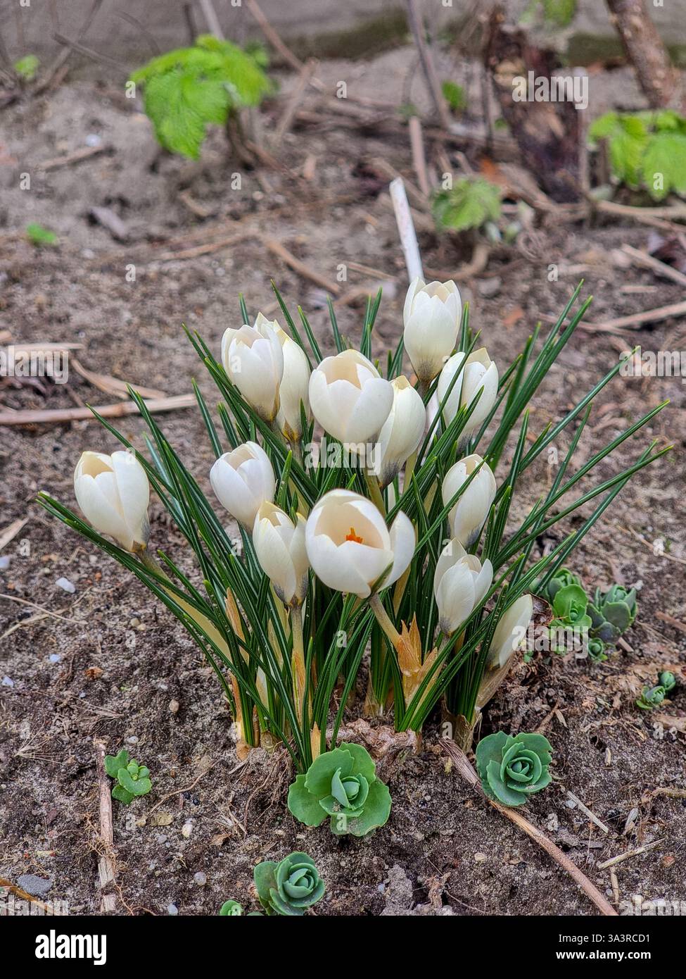 First flowers in spring: white crocus vernus on black soil; concept of end of the winter, beginning of spring - Smartphone Captured Stock Image