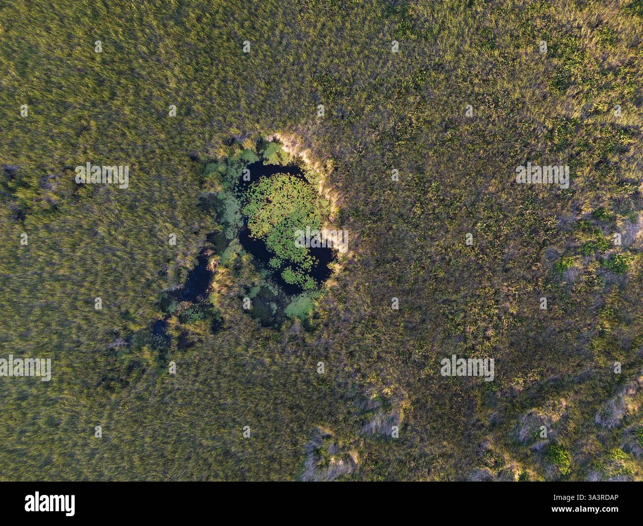 Peaceful oasis appears amidst dense greenery, with aquatic plants thriving in calm waters during daylight. Stock Photo
