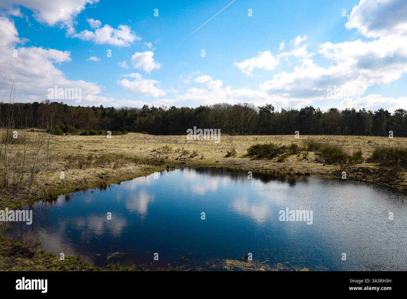 Spring walk in the forest Stock Photo - Alamy